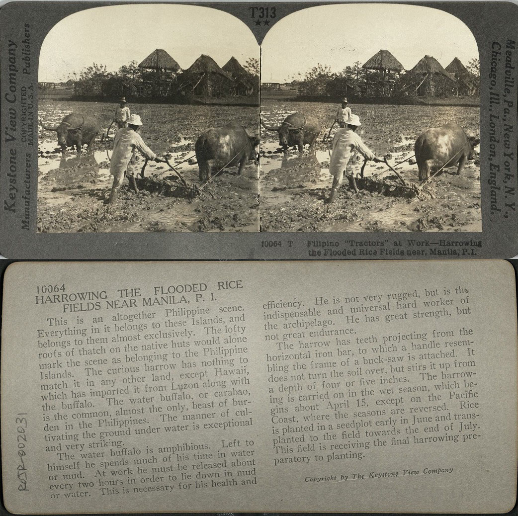 Filipino “Tractors” at Work – Harrowing the Flooded Rice Fields near, Manila, P. I.